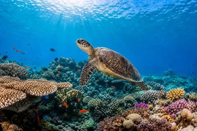 Snorkeling in the three Gilis